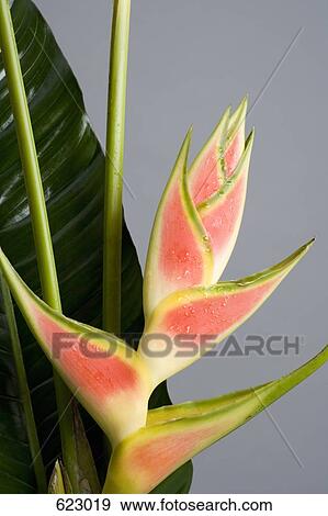 Heliconia View Large Photo Image Stock Photo - Heliconia. Fotosearch