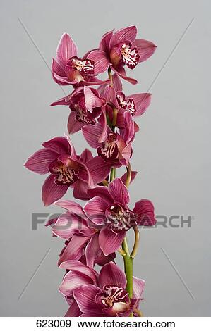 Stock Photo - Pink orchid (Cymbidium). Fotosearch