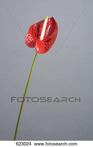 Picture - Red Anthurium (Anthurium andreanum). Fotosearch