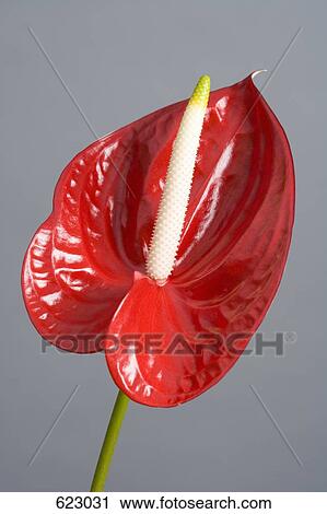 Red Anthurium (Anthurium andreanum) View Large Photo Image Stock Image - Red Anthurium (Anthurium andreanum). Fotosearch