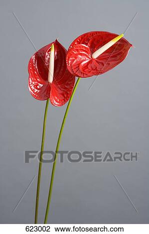 Stock Image - Two Red Anthuriums (Anthurium andreanum). Fotosearch