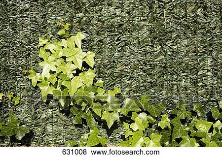 English Ivy, Hedera helix, climbing ivy on a wire mesh panel View Large Photo Image Stock Photo - English Ivy, Hedera helix, climbing ivy on a wire mesh panel. Fotosearch
