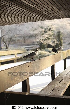 Three birds perched on a park bench View Large Photo Image Stock Image - Three birds perched on a park bench. Fotosearch