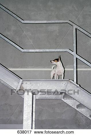 A Jack Russell Terrier standing on a staircase looking up View Large Photo Image Stock Photo - A Jack Russell Terrier standing on a staircase looking up. Fotosearch