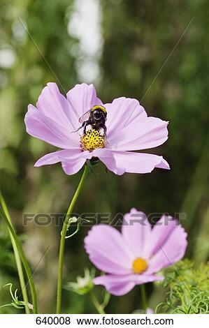 A bee sitting on a flower View Large Photo Image Stock Photo - A bee sitting on a flower. Fotosearch