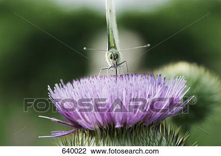 A butterfly standing on a flower View Large Photo Image Stock Image - A butterfly standing on a flower. Fotosearch