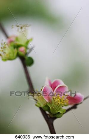 Stock Photograph - Blossom growing on a tree branch. Fotosearch