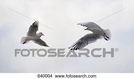 Picture - Two birds flying. Fotosearch