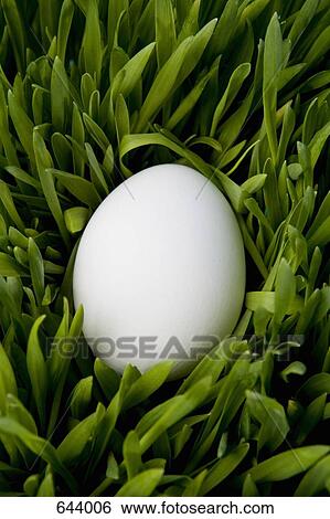 An egg lying in grass View Large Photo Image Stock Photograph - An egg lying in grass. Fotosearch