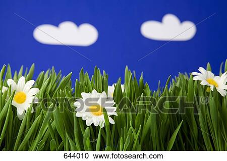 Stock Image - Flowers, grass and the sky. Fotosearch