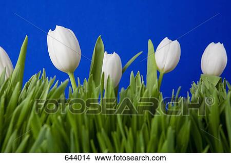 White flowers growing in grass View Large Photo Image Picture - White flowers growing in grass. Fotosearch
