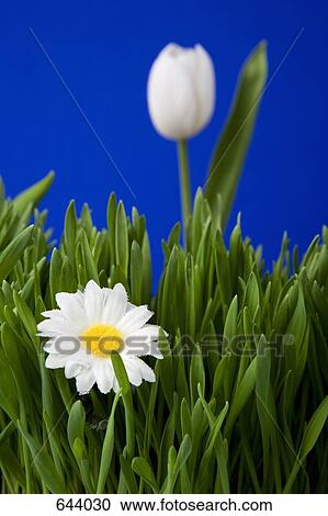 Stock Image - White flowers growing in grass. Fotosearch