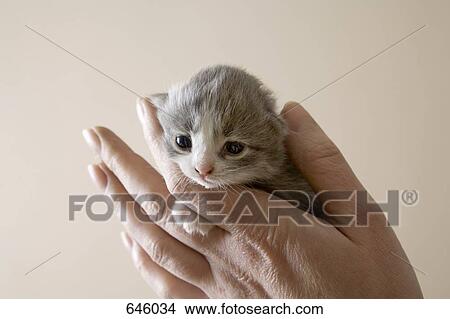 A human hand holding a kitten View Large Photo Image Picture - A human hand holding a kitten. Fotosearch