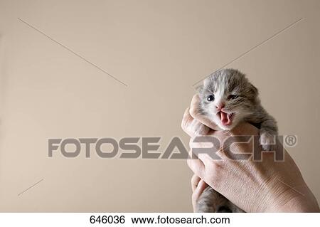 A human hand holding a kitten View Large Photo Image Stock Photograph - A human hand holding a kitten. Fotosearch
