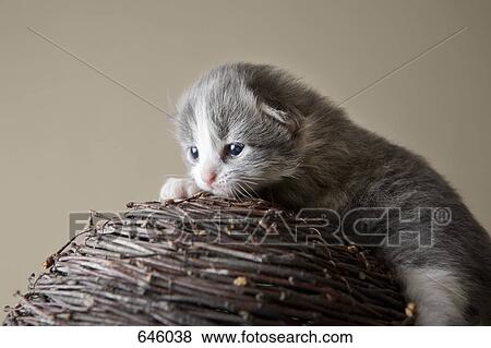 A kitten on top of woven sticks View Large Photo Image Stock Photo - A kitten on top of woven sticks. Fotosearch