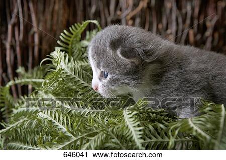 A kitten prowling through a bunch of plant leaves View Large Photo Image Stock Image - A kitten prowling through a bunch of plant leaves. Fotosearch