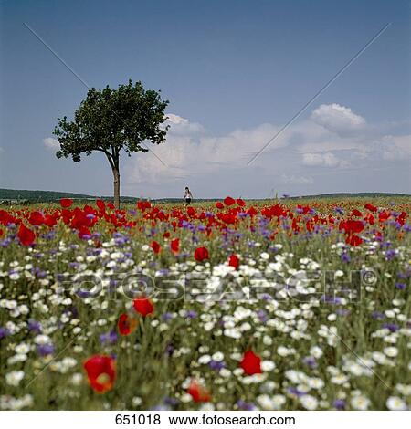 Stock Photo - A distant person standing a field of wildflowers. Fotosearch