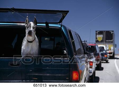 A Great Dane staring out the window of a truck on the highway, Moab, Utah, USA View Large Photo Image Stock Image - A Great Dane staring out the window of a truck on the highway, Moab, Utah, USA. Fotosearch