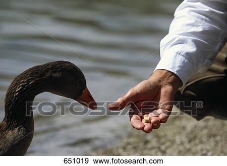 A human hand feeding a Graylag Goose (Anser anser), Almsee, Salzkammergut, Austria View Large Photo Image Stock Photo - A human hand feeding a Graylag Goose (Anser anser), Almsee, Salzkammergut, Austria. Fotosearch