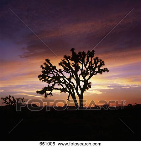 A Joshua Tree at sunset, Joshua Tree National Park, California, USA View Large Photo Image Stock Photography - A Joshua Tree at sunset, Joshua Tree National Park, California, USA. Fotosearch