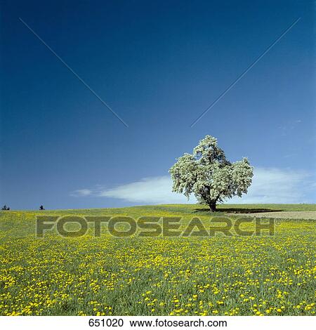 Stock Image - a lone fruit tree in a field of dandelions, Salzkammergut, Austria. Fotosearch