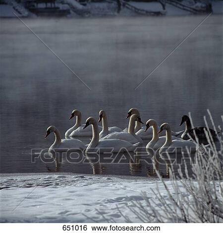 Stock Photograph - A medium group of Swans floating on water in the winter time, Baggersee, Salzkammergut, Austria. Fotosearch