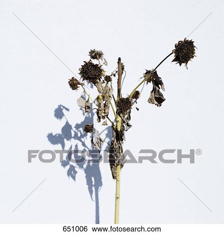 Stock Photograph - A stalk of dried sunflowers, Salzkammergut, Austria. Fotosearch