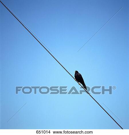 An Alpine Chough (Pyrrhocorax graculus) on a telephone wire, Traunstein, Salzkammergut, Austria View Large Photo Image Picture - An Alpine Chough (Pyrrhocorax graculus) on a telephone wire, Traunstein, Salzkammergut, Austria. Fotosearch