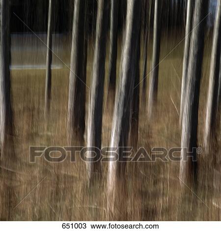 Tree trunks, Upper Austria, Austria View Large Photo Image Stock Image - Tree trunks, Upper Austria, Austria. Fotosearch