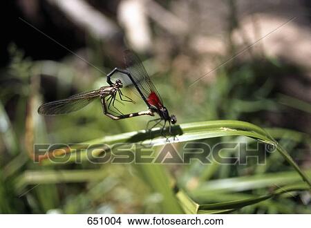 Two Damselflies mating, Zion National Park, Utah, USA View Large Photo Image Picture - Two Damselflies mating, Zion National Park, Utah, USA. Fotosearch