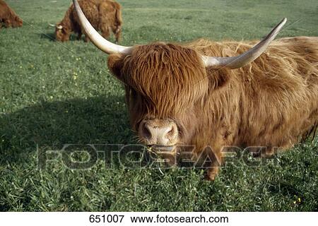 Two Highland Cows, Schafberg, Austria View Large Photo Image Stock Photo - Two Highland Cows, Schafberg, Austria. Fotosearch