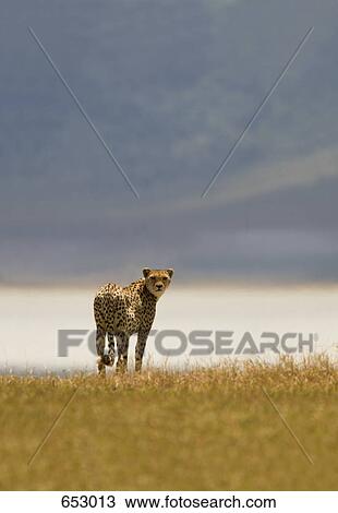 A cheetah standing on a savannah View Large Photo Image Stock Image - A cheetah standing on a savannah. Fotosearch
