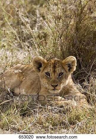 A lion cub lying in grass View Large Photo Image Stock Image - A lion cub lying in grass. Fotosearch