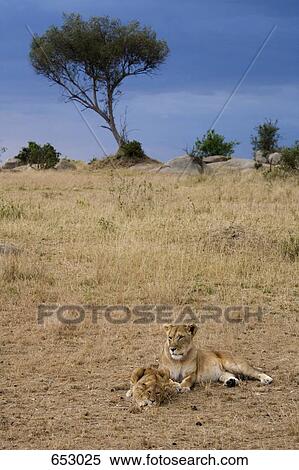 A lioness lying down with her cub View Large Photo Image Stock Photography - A lioness lying down with her cub. Fotosearch