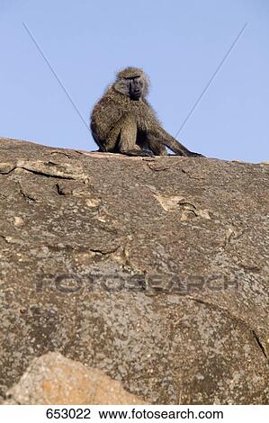 Stock Image - A monkey sitting on a rock. Fotosearch