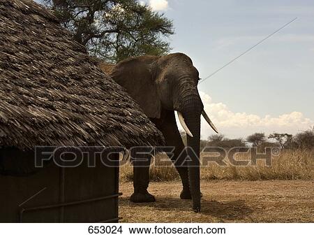 Picture - An elephant walking next to a thatched building. Fotosearch