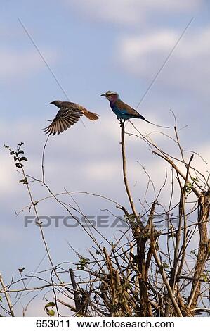 Lilac-breasted roller perching on an acacia tree View Large Photo Image Stock Image - Lilac-breasted roller perching on an acacia tree. Fotosearch