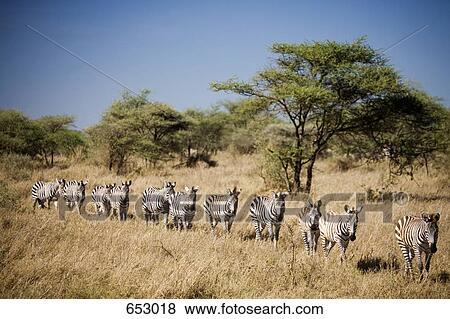 Migrating zebra, Tanzania View Large Photo Image Stock Photo - Migrating zebra, Tanzania. Fotosearch