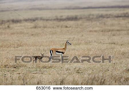 Springbok mother and calf View Large Photo Image Stock Photograph - Springbok mother and calf. Fotosearch