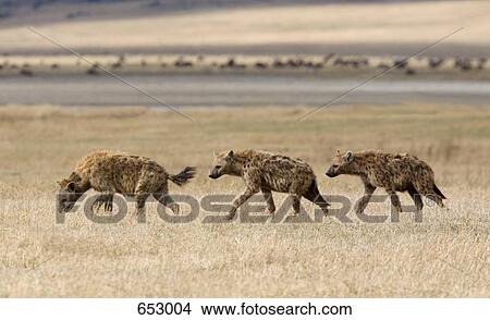Three hyenas walking across a plain View Large Photo Image Picture - Three hyenas walking across a plain. Fotosearch
