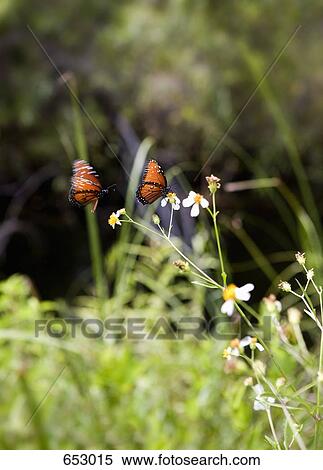 Two butterflies perching on a flower View Large Photo Image Stock Photography - Two butterflies perching on a flower. Fotosearch