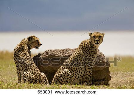 Stock Image - Two cheetahs sitting next to a rock. Fotosearch