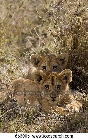 Two lion cubs lying down View Large Photo Image Stock Photography - Two lion cubs lying down. Fotosearch