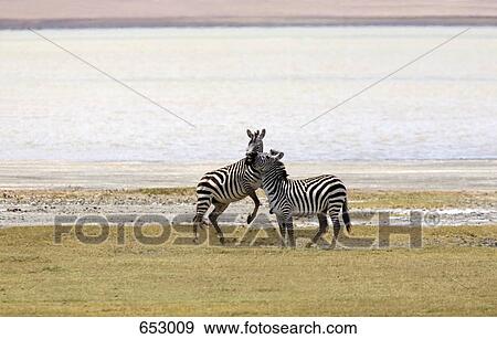 Stock Photo - Two Zebras. Fotosearch