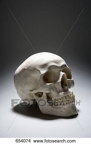 Picture - A human skull. Fotosearch