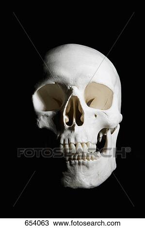 A human skull View Large Photo Image Stock Image - A human skull. Fotosearch