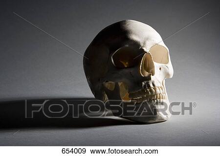 A human skull View Large Photo Image Stock Photo - A human skull. Fotosearch