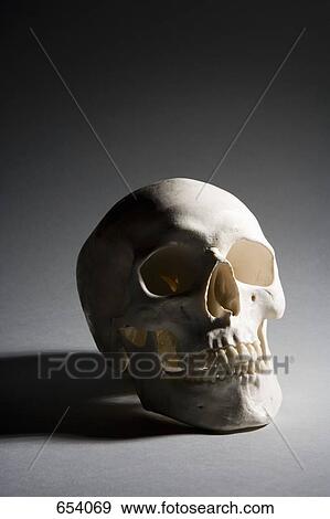 A human skull View Large Photo Image Stock Photo - A human skull. Fotosearch