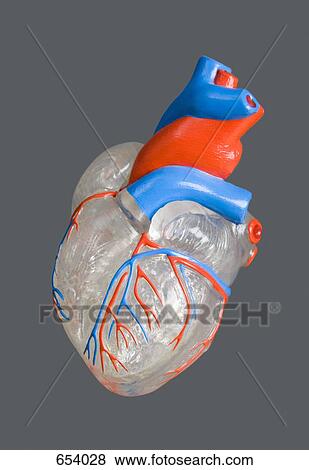 A model of a human heart View Large Photo Image Stock Photo - A model of a human heart. Fotosearch