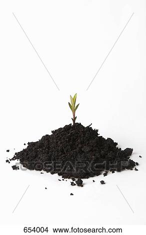 A shoot growing from a heap of soil View Large Photo Image Picture - A shoot growing from a heap of soil. Fotosearch